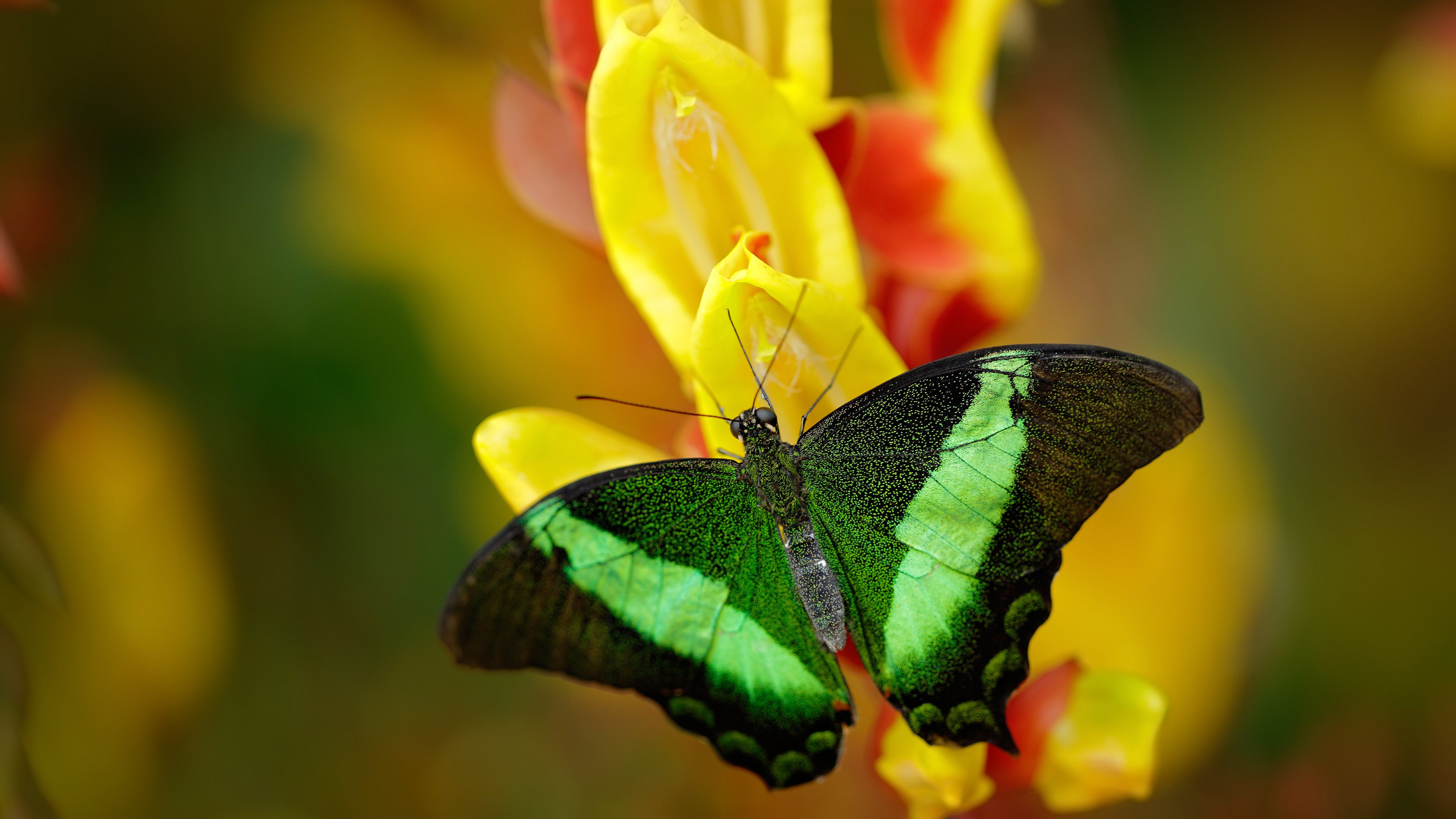 智利之夜，黄喜灿一剑封喉，佛罗伦萨的悬念在终场哨前终结