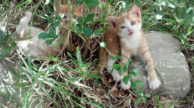 时空的交错,孤独的丰碑,当杜兰特在两个世界接管比赛