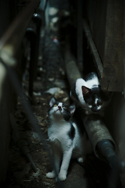 开云sport-梅西借将奇袭，太极虎破咒擒黑马—一场改写足球版图的友谊赛