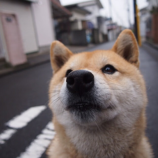 跨界烽烟，当NBA黄蜂打穿CBA疆域，杰伦·格林如何定义关键先生？