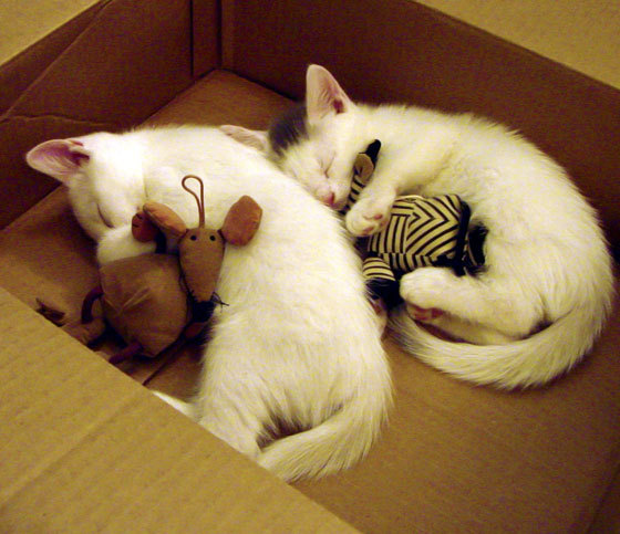 开云体育入口-欧冠半决赛的传奇之夜，尤文逆转威尔士黑马，阿拉巴统治赛场谱写新章