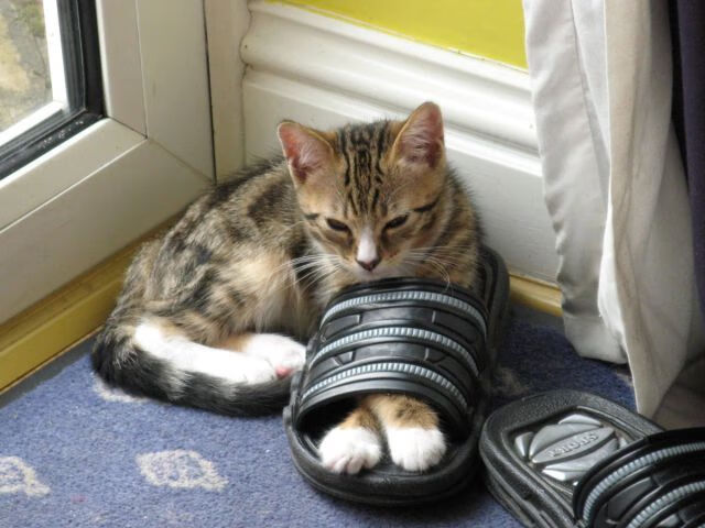 跨越太平洋的篮球霸权，从湖人压制到德罗赞接管，关键战DNA的全球印证