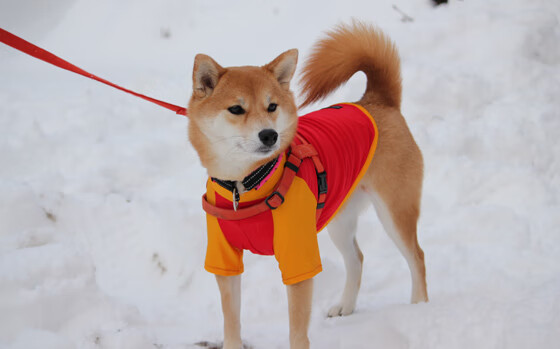 开云体育-波兰黑马踏碎德甲豪门！无名铁腰蒂亚戈一战封神改写历史