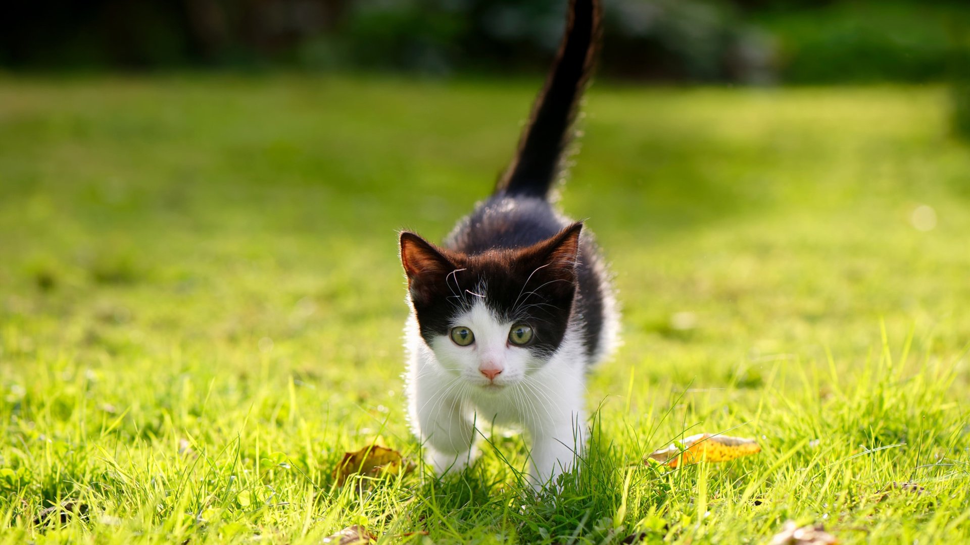 紫金之围,当约基奇以苏丹之姿,将国王困于篮球的君士坦丁堡