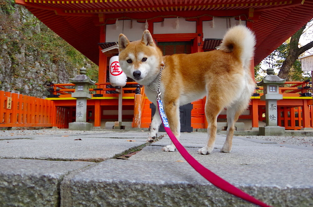 西决生死战最残酷的胜利，灰熊狂胜73分，却听见更衣室里的沉默