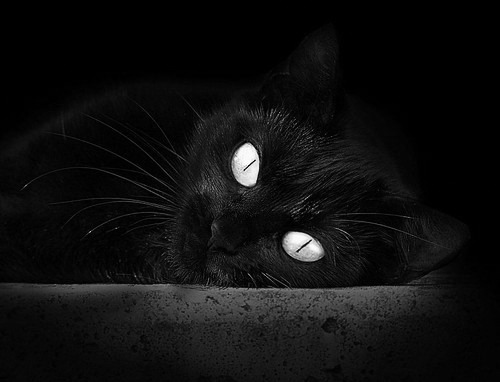 新奥尔良响起三重奏,鹈鹕完胜雷霆,克莱成关键先生