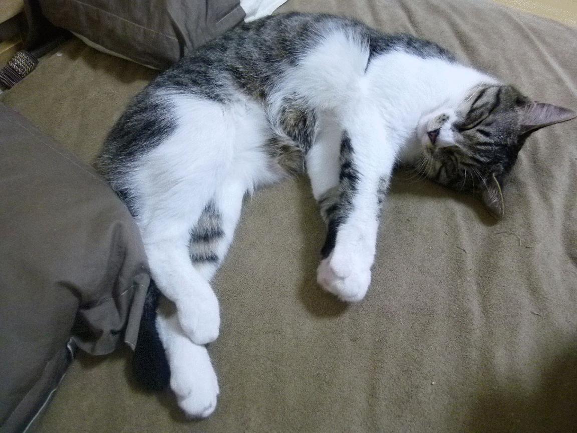 开云体育在线-休赛季的意外对决，当国王挑战王者之师，莫兰特打爆辽宁队引全球瞩目