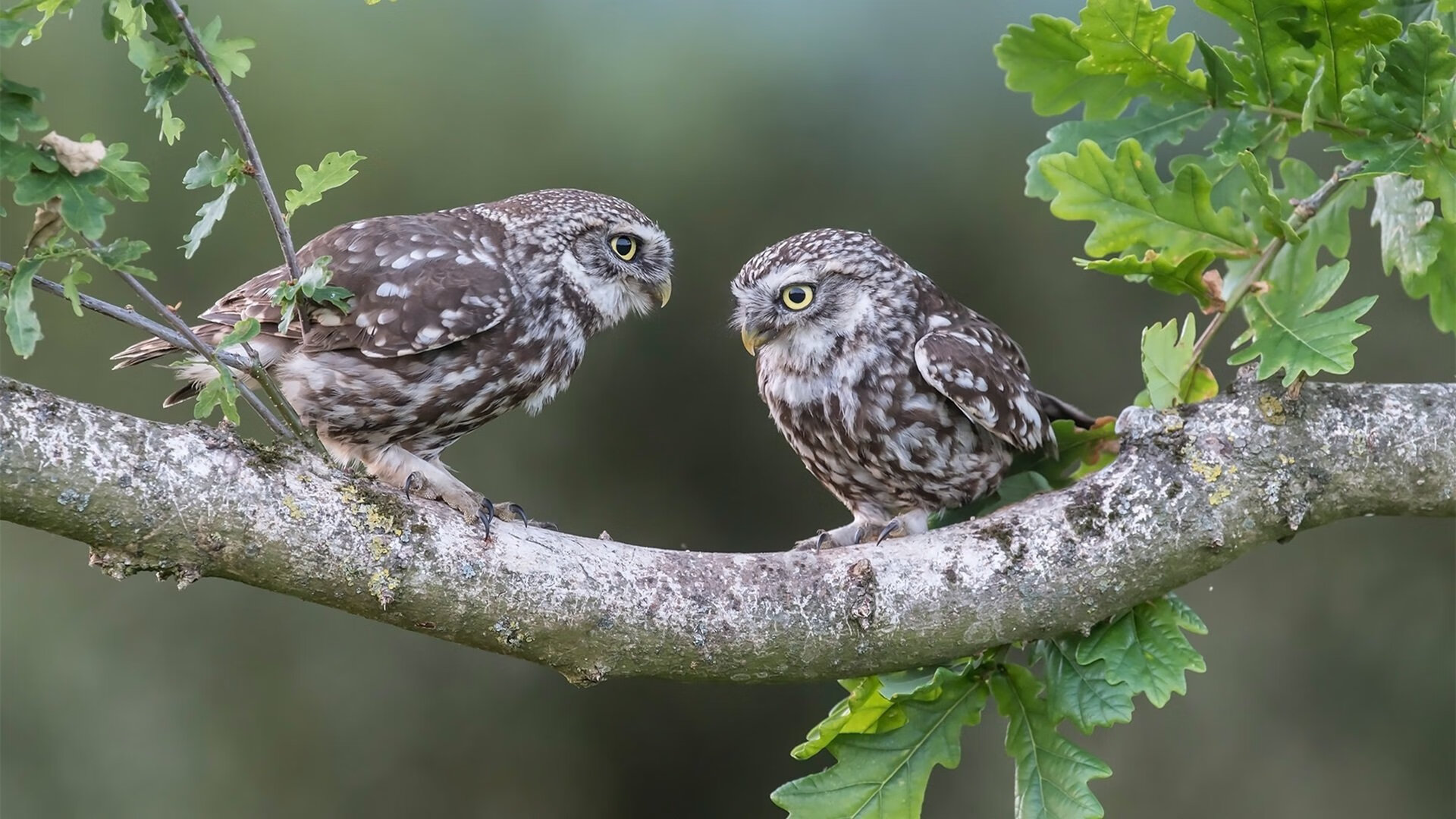 开云体育-光锥之内，斯通斯在奥运周期关键战之夜的爆发