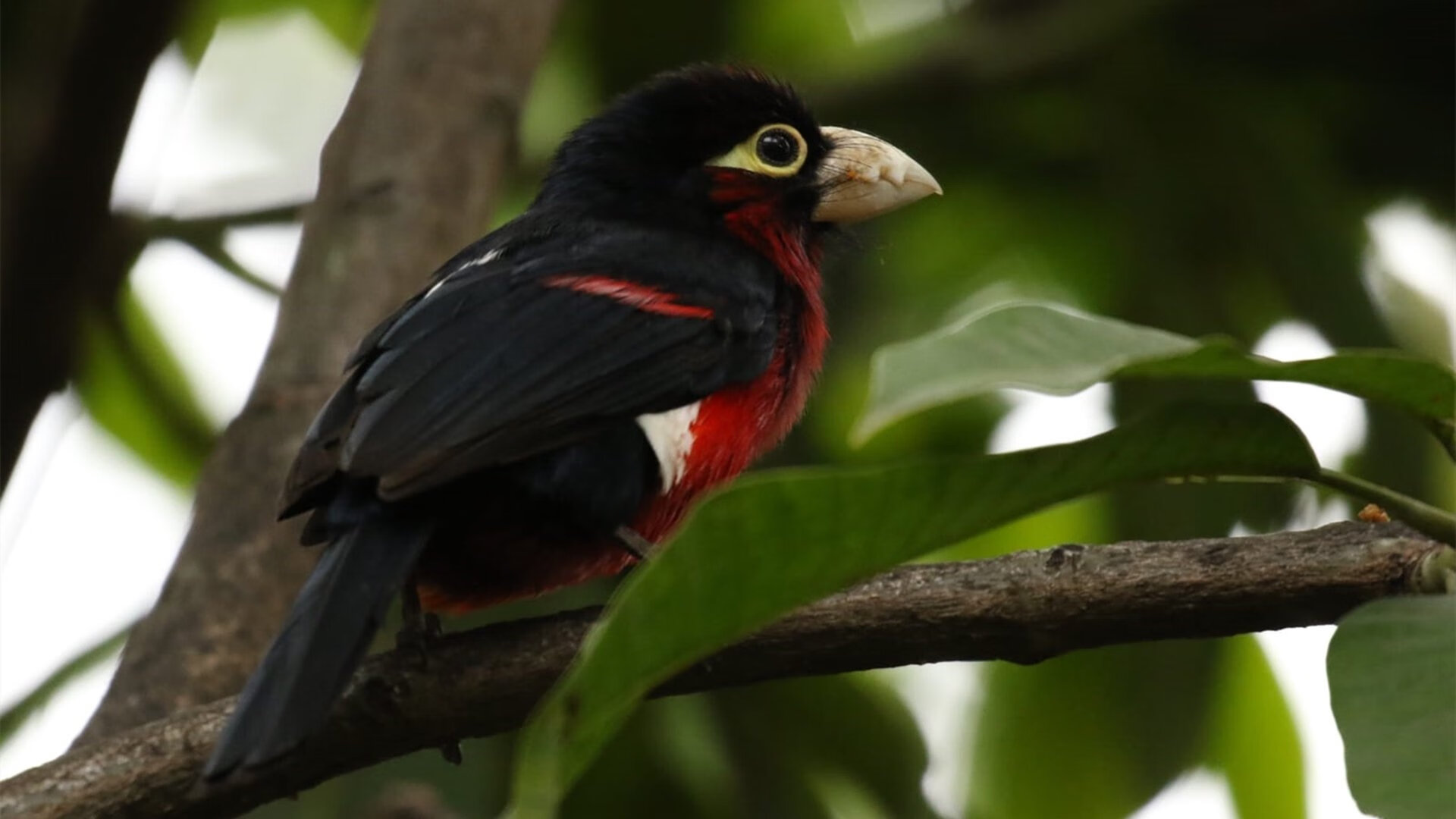 从28分钟的寂静到63分钟的闪耀,奥利维耶导演的斯坦福桥逆转之夜