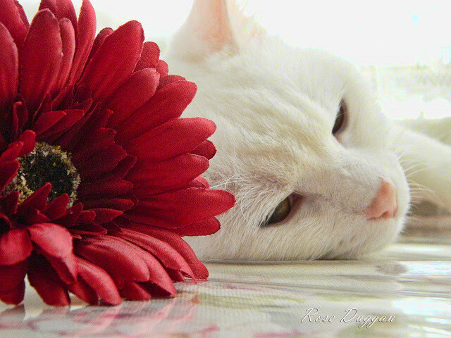 虚拟剧情，哥伦比亚屠刀下，迪马利亚的绝地圣光