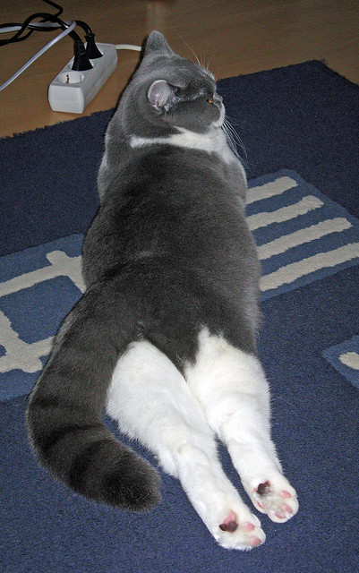 伊布终场绝杀！巴萨压哨险胜伊朗，传奇之夜载入史册