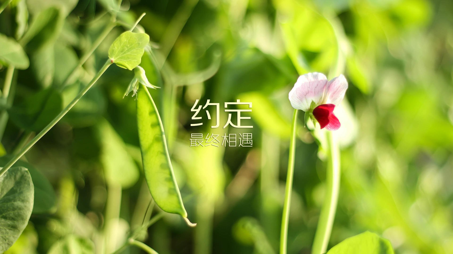 卡塔尔奇迹夜,绝境中的三球暴走,迪亚斯导演惊天逆转